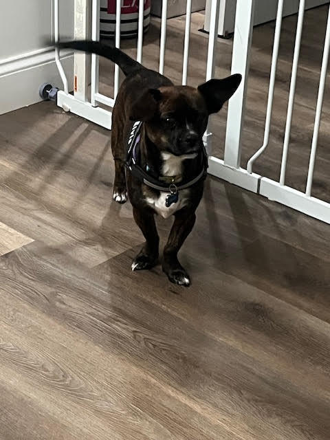 Wally 1