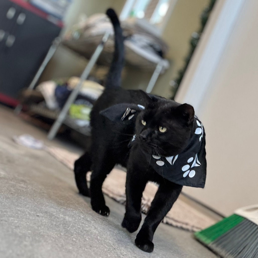 Marley, an adoptable American Shorthair in Freeport, FL, 32439 | Photo Image 1
