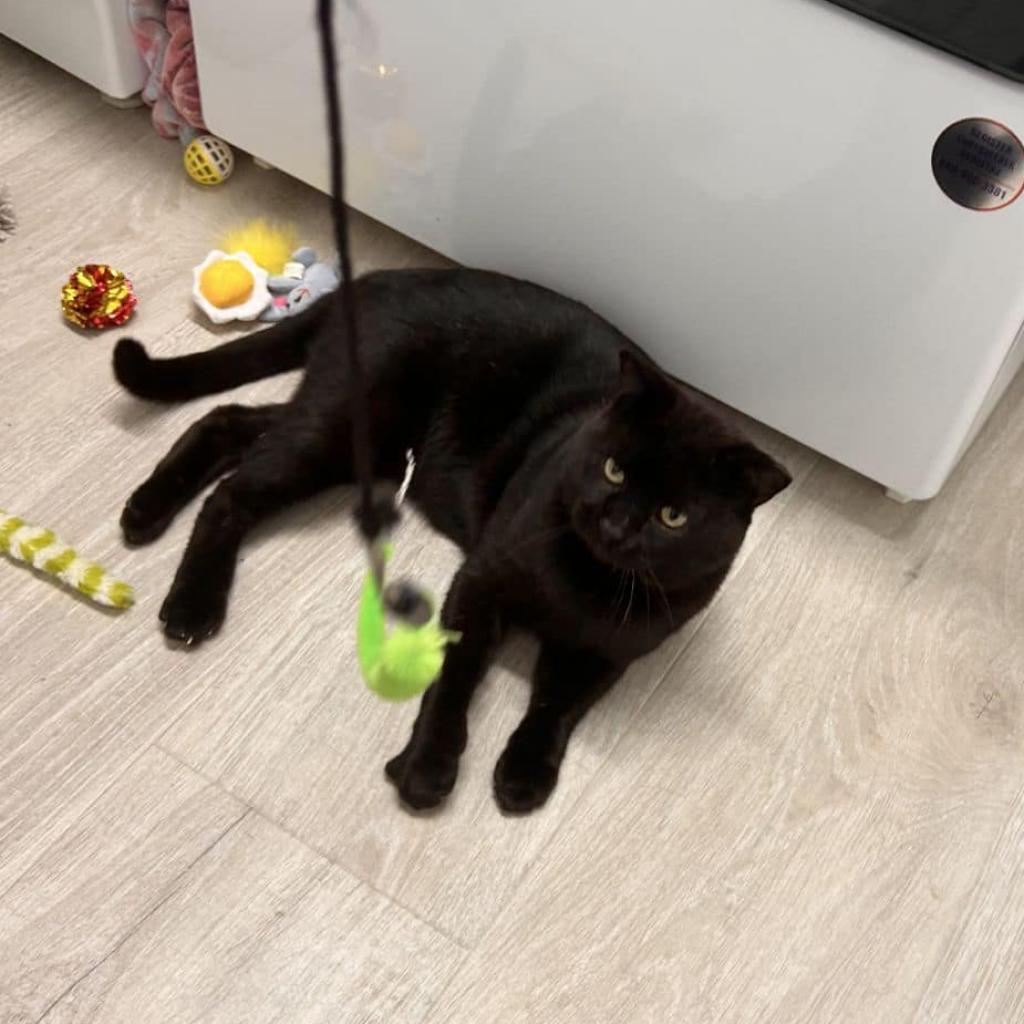 Marley, an adoptable American Shorthair in Freeport, FL, 32439 | Photo Image 2