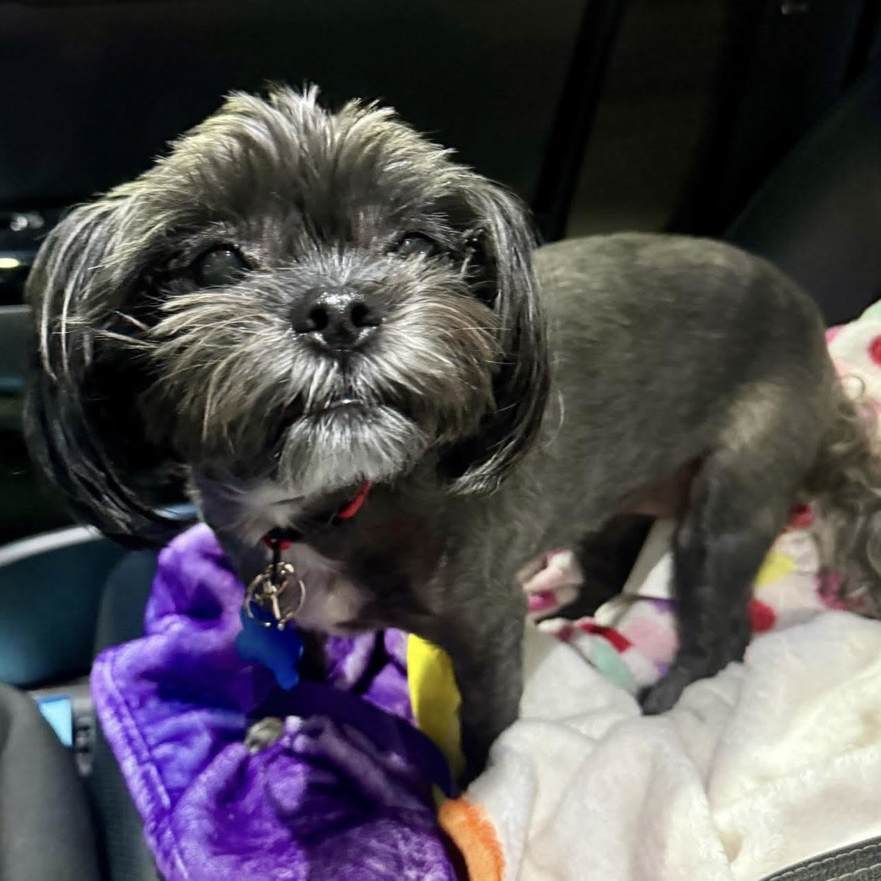 Dog for adoption - Stella, a Shih Tzu in Hillsborough , NC | Petfinder