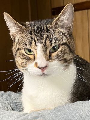 Baylor, Young Male American Shorthair