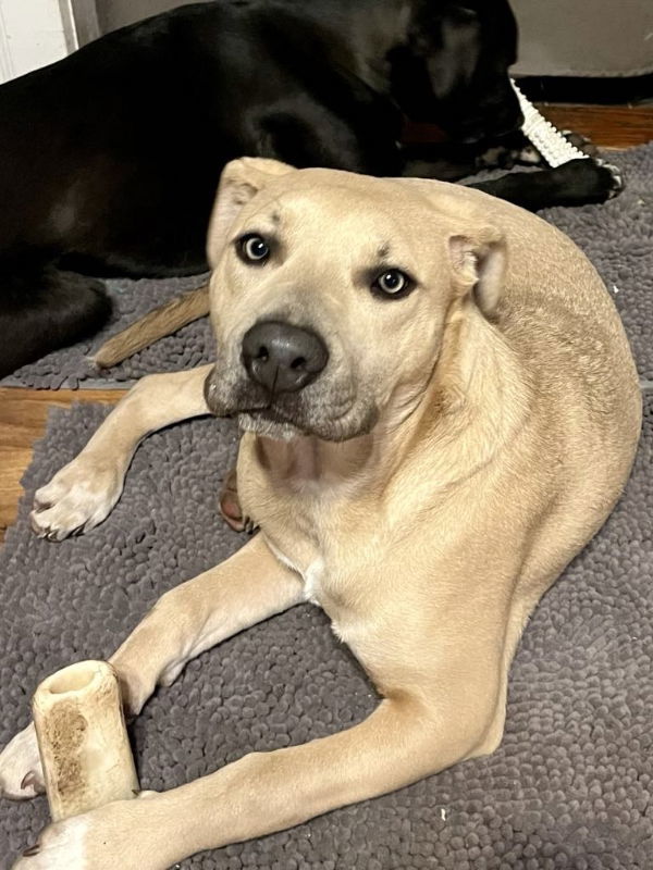 Bradford - The Rookies, an adoptable Husky, Shepherd in Wyoming, MI, 49548 | Photo Image 1