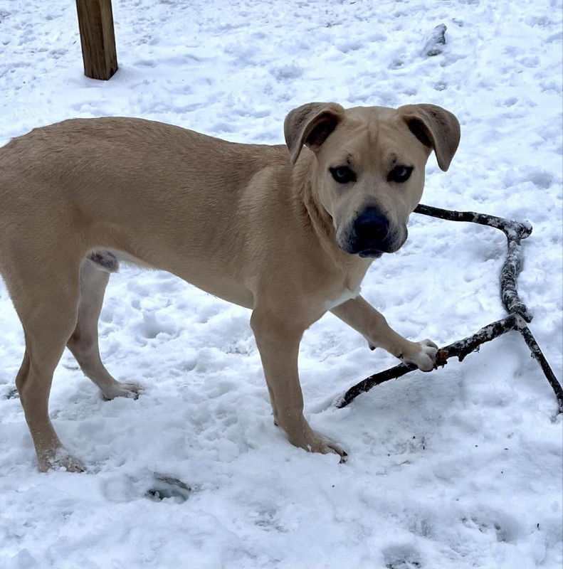 Bradford - The Rookies, an adoptable Husky, Shepherd in Wyoming, MI, 49548 | Photo Image 2
