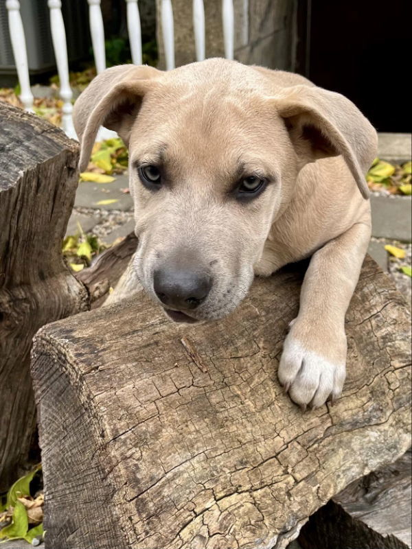 Bradford - The Rookies, an adoptable Husky, Shepherd in Wyoming, MI, 49548 | Photo Image 3