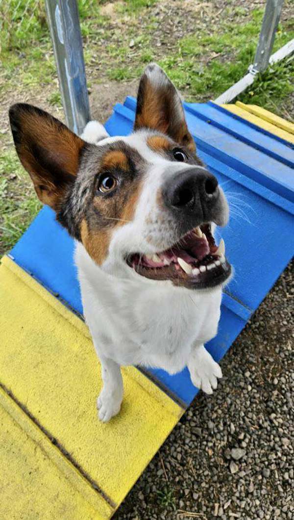 Spike, an adoptable Australian Cattle Dog / Blue Heeler in McMinnville, OR, 97128 | Photo Image 1