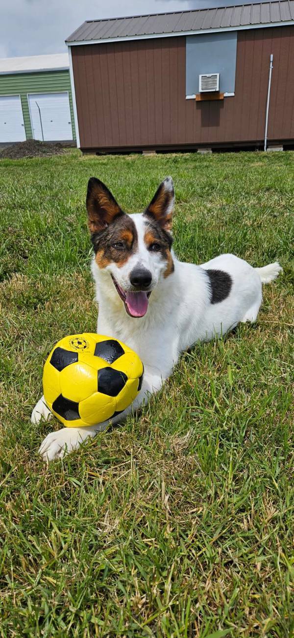 Spike, an adoptable Australian Cattle Dog / Blue Heeler in McMinnville, OR, 97128 | Photo Image 1
