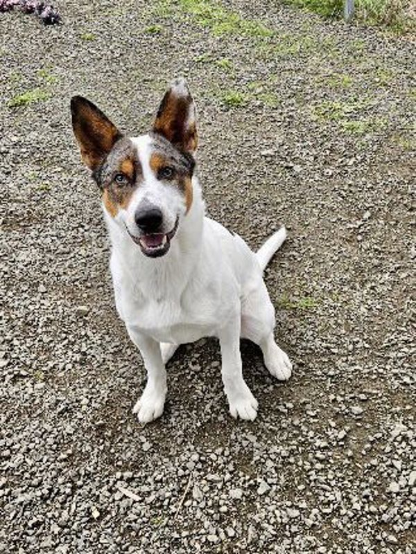 Spike, an adoptable Australian Cattle Dog / Blue Heeler in McMinnville, OR, 97128 | Photo Image 2