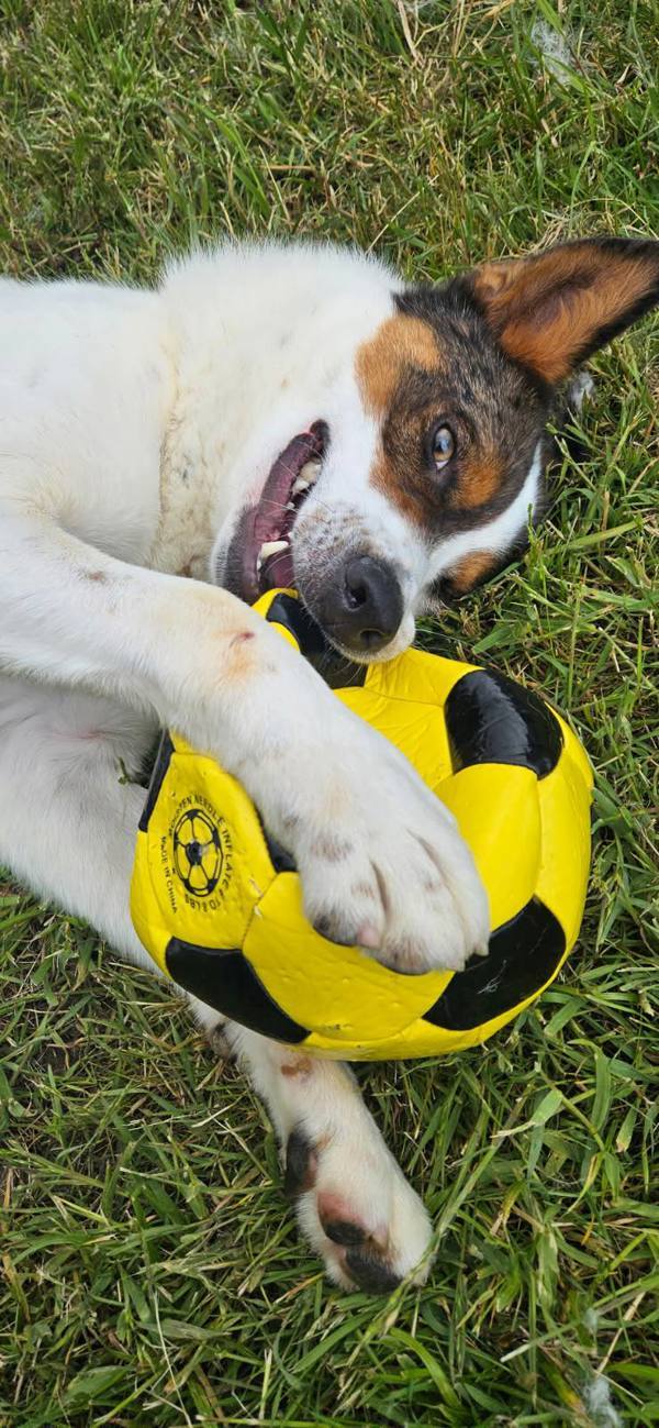 Spike, an adoptable Australian Cattle Dog / Blue Heeler in McMinnville, OR, 97128 | Photo Image 2