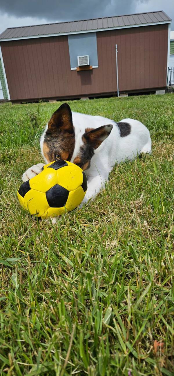 Spike, an adoptable Australian Cattle Dog / Blue Heeler in McMinnville, OR, 97128 | Photo Image 3