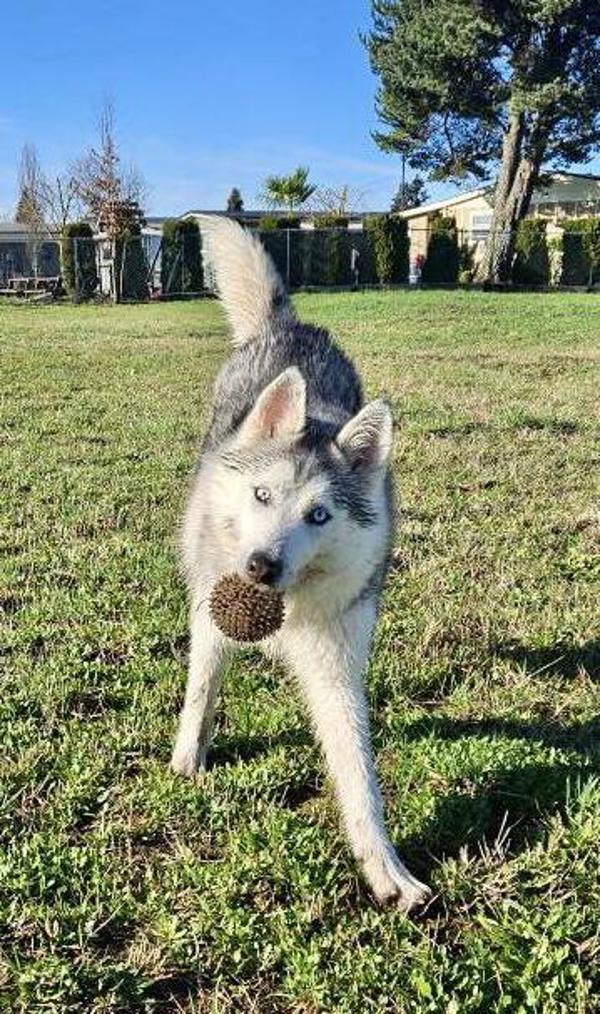 Zero, an adoptable Siberian Husky in McMinnville, OR, 97128 | Photo Image 1