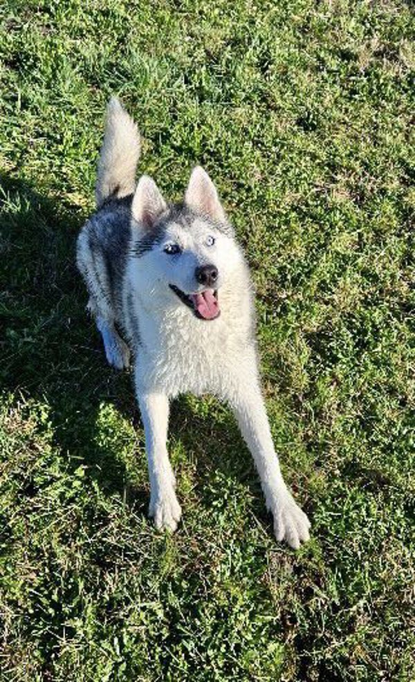 Zero, an adoptable Siberian Husky in McMinnville, OR, 97128 | Photo Image 2