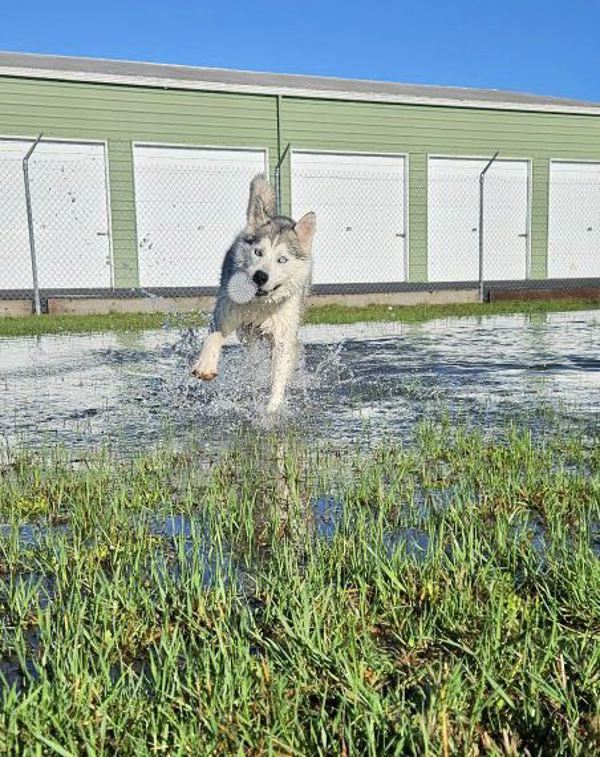 Zero, an adoptable Siberian Husky in McMinnville, OR, 97128 | Photo Image 3