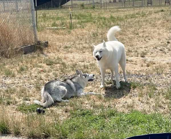 Zero, an adoptable Siberian Husky in McMinnville, OR, 97128 | Photo Image 4