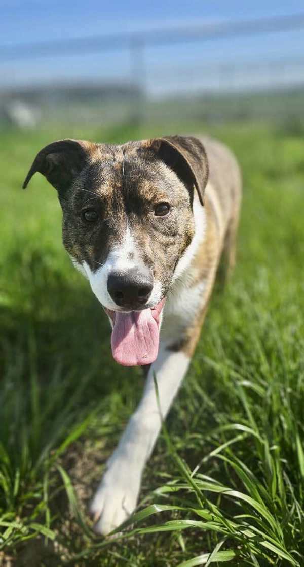 Spud, an adoptable Dutch Shepherd, Boxer in McMinnville, OR, 97128 | Photo Image 1