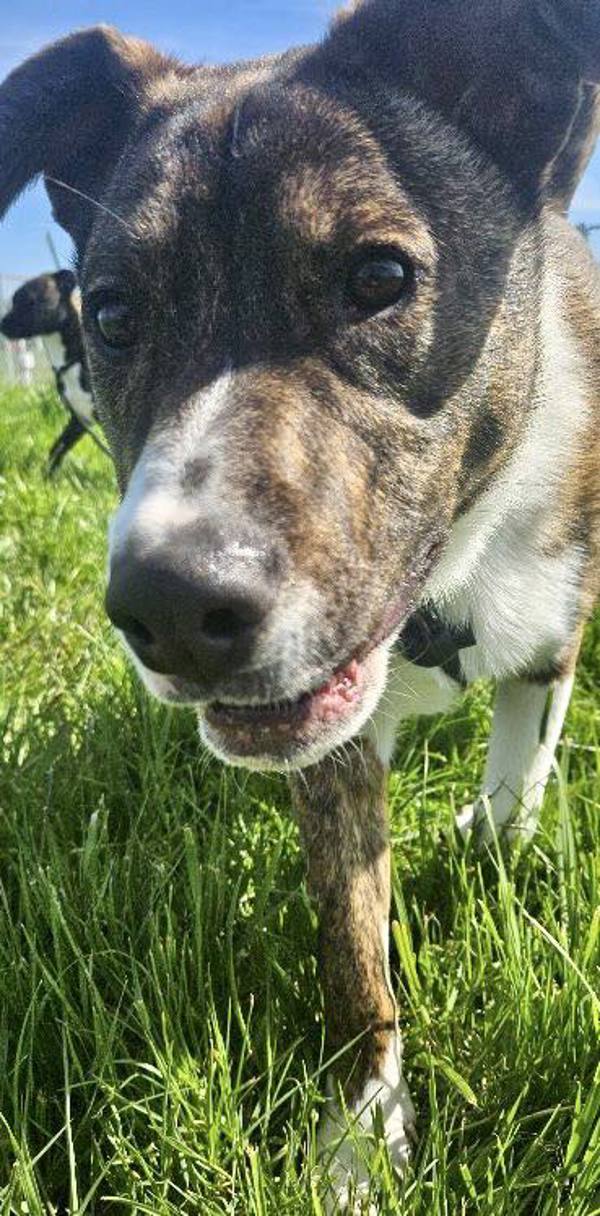 Spud, an adoptable Dutch Shepherd, Boxer in McMinnville, OR, 97128 | Photo Image 2