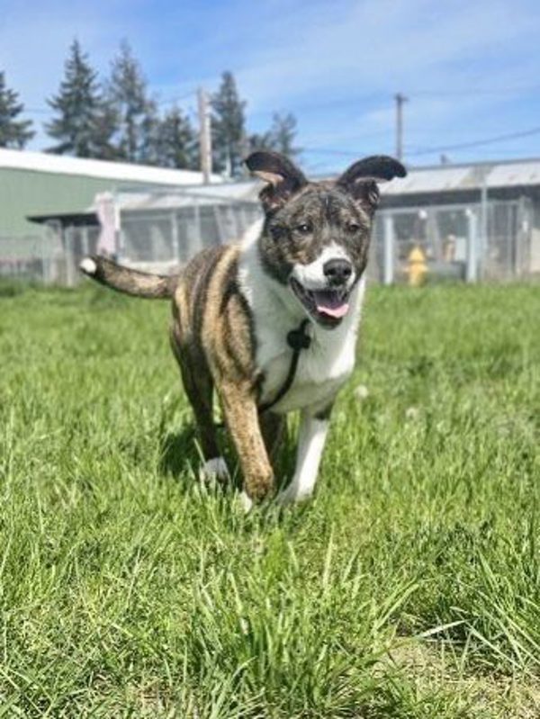 Spud, an adoptable Dutch Shepherd, Boxer in McMinnville, OR, 97128 | Photo Image 3