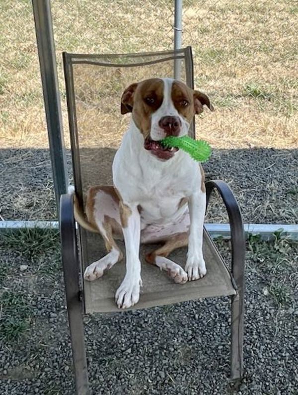 Gemma, an adoptable Pit Bull Terrier in McMinnville, OR, 97128 | Photo Image 1