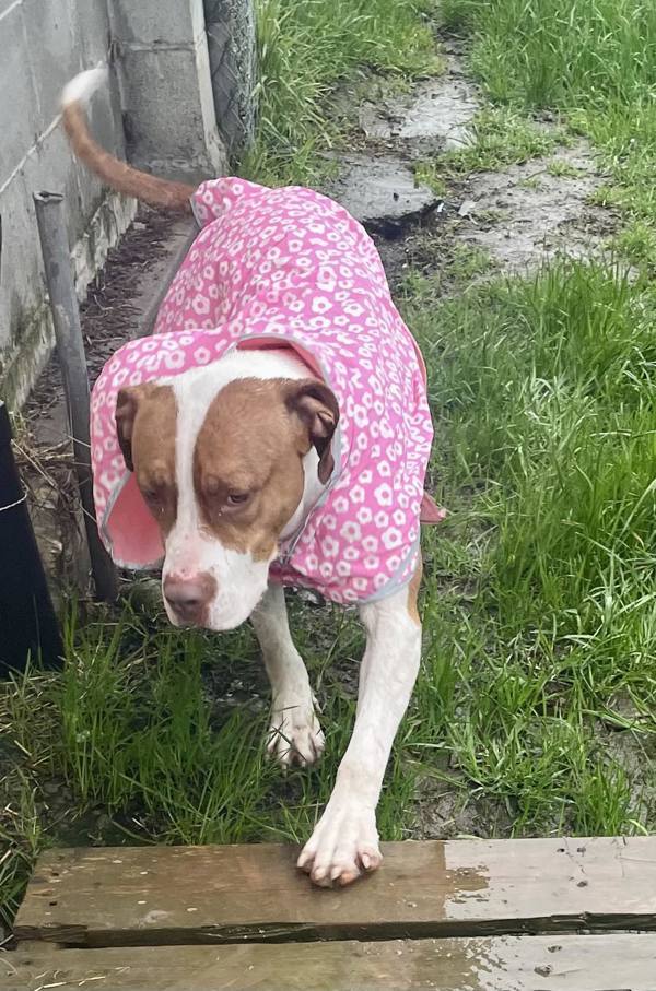 Gemma, an adoptable Pit Bull Terrier in McMinnville, OR, 97128 | Photo Image 2