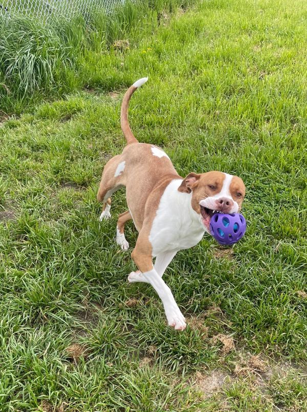 Gemma, an adoptable Pit Bull Terrier in McMinnville, OR, 97128 | Photo Image 3