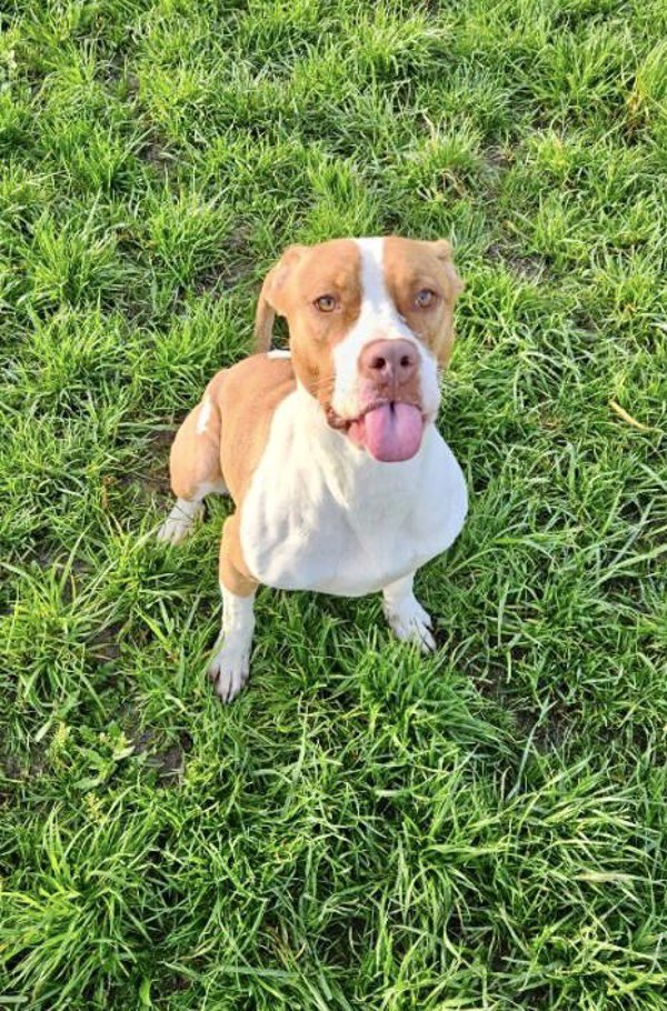 Gemma, an adoptable Pit Bull Terrier in McMinnville, OR, 97128 | Photo Image 5