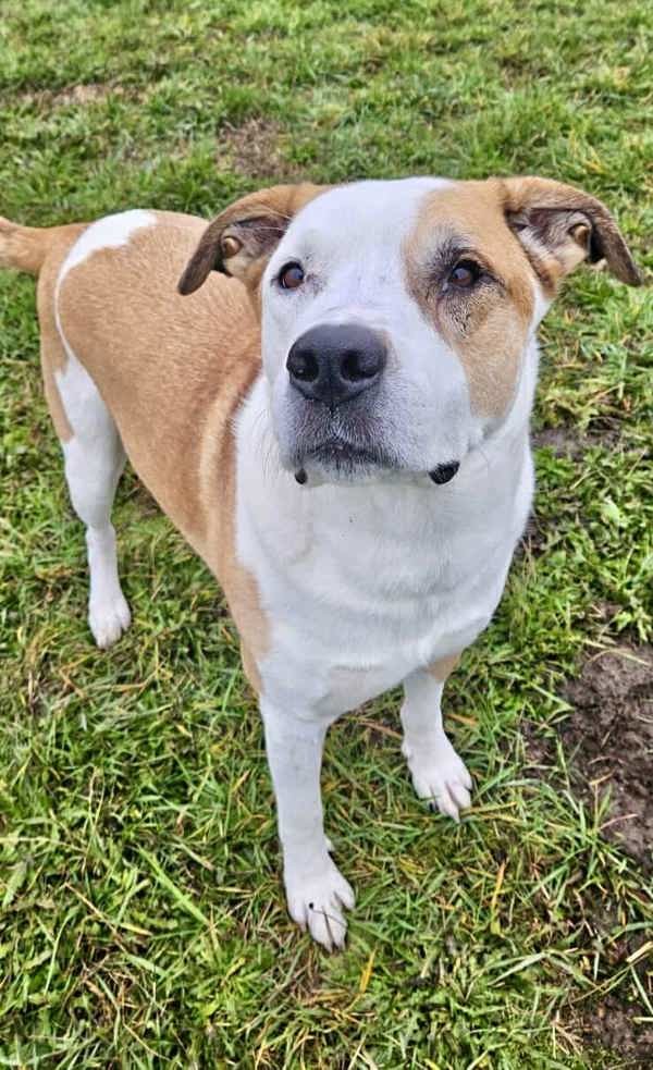 Goose, an adoptable Akita, Pit Bull Terrier in McMinnville, OR, 97128 | Photo Image 1