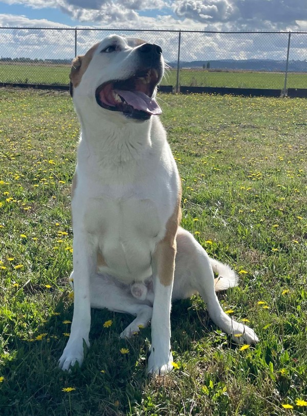 Goose, an adoptable Akita, Pit Bull Terrier in McMinnville, OR, 97128 | Photo Image 2