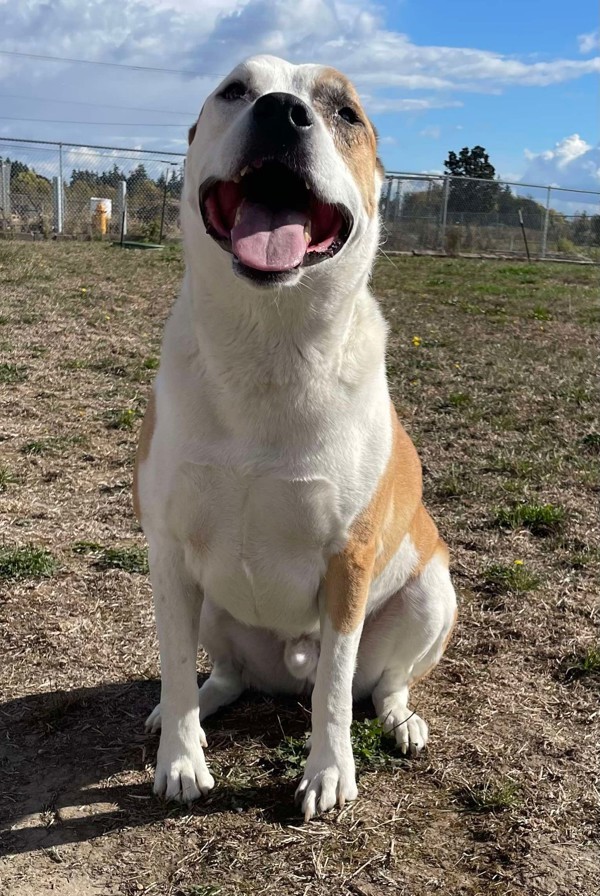 Goose, an adoptable Akita, Pit Bull Terrier in McMinnville, OR, 97128 | Photo Image 3