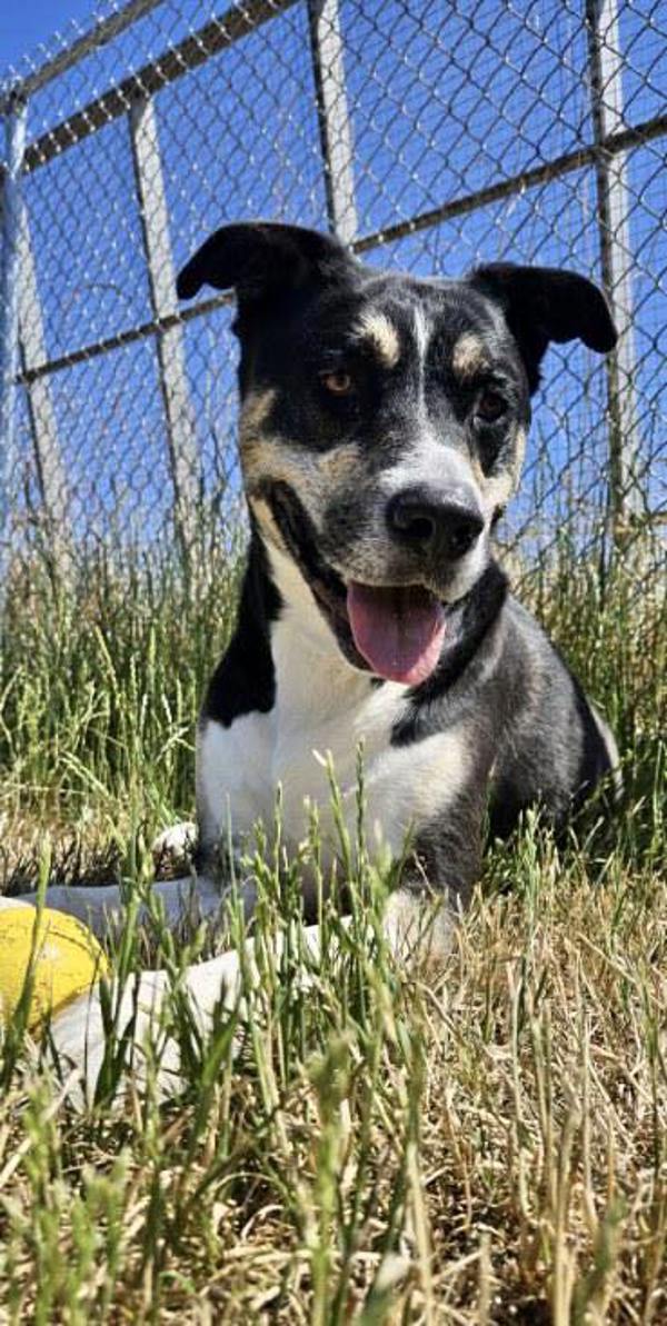 Max, an adoptable Siberian Husky, Shepherd in McMinnville, OR, 97128 | Photo Image 1