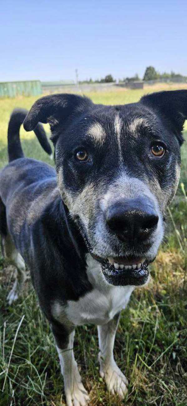 Max, an adoptable Siberian Husky, Shepherd in McMinnville, OR, 97128 | Photo Image 2