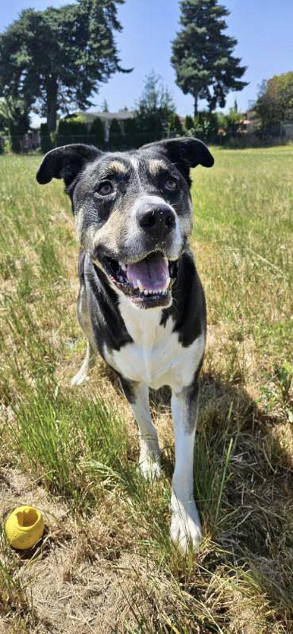 Max, an adoptable Siberian Husky, Shepherd in McMinnville, OR, 97128 | Photo Image 3