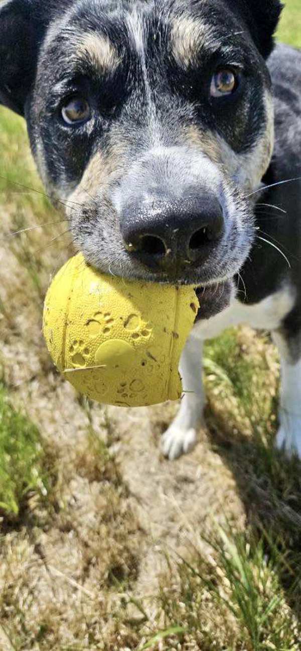 Max, an adoptable Siberian Husky, Shepherd in McMinnville, OR, 97128 | Photo Image 3