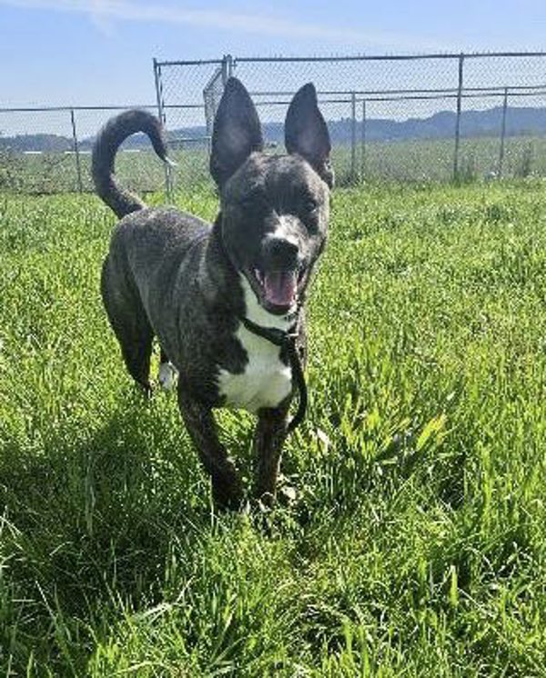 Milano Aka Millie, an adoptable Dutch Shepherd, Boxer in McMinnville, OR, 97128 | Photo Image 1