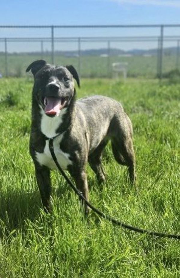Milano Aka Millie, an adoptable Dutch Shepherd, Boxer in McMinnville, OR, 97128 | Photo Image 2