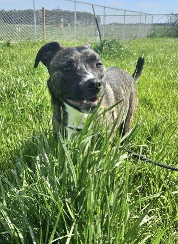 Milano Aka Millie, an adoptable Dutch Shepherd, Boxer in McMinnville, OR, 97128 | Photo Image 3