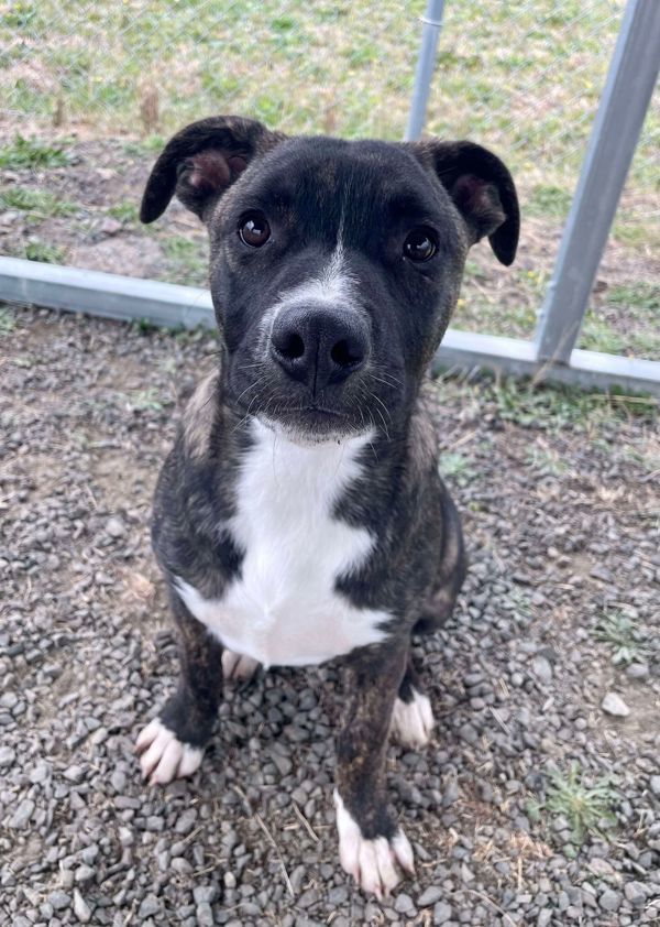 Milano Aka Millie, an adoptable Dutch Shepherd, Boxer in McMinnville, OR, 97128 | Photo Image 4