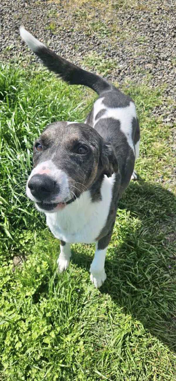 Ottis, an adoptable Great Dane, Catahoula Leopard Dog in McMinnville, OR, 97128 | Photo Image 1