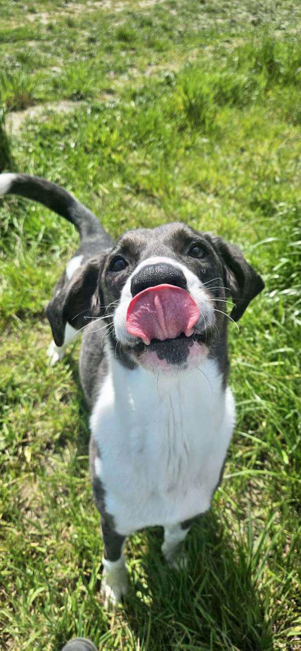Ottis, an adoptable Great Dane, Catahoula Leopard Dog in McMinnville, OR, 97128 | Photo Image 2