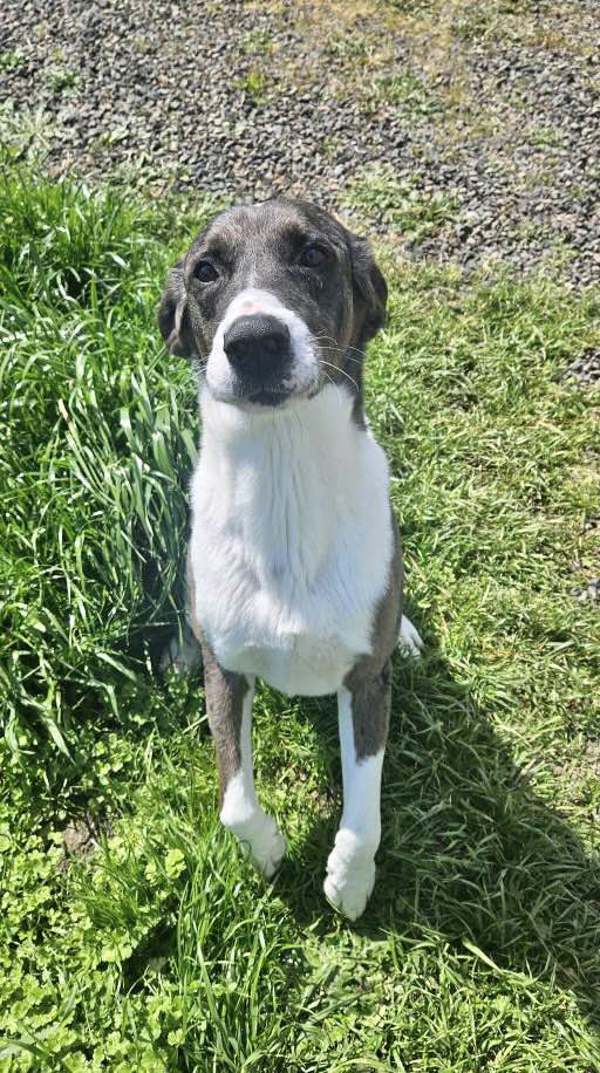 Ottis, an adoptable Great Dane, Catahoula Leopard Dog in McMinnville, OR, 97128 | Photo Image 3