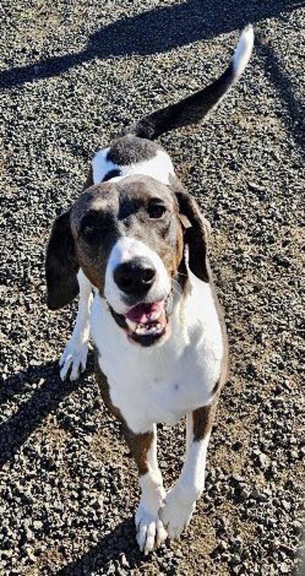 Ottis, an adoptable Great Dane, Catahoula Leopard Dog in McMinnville, OR, 97128 | Photo Image 4