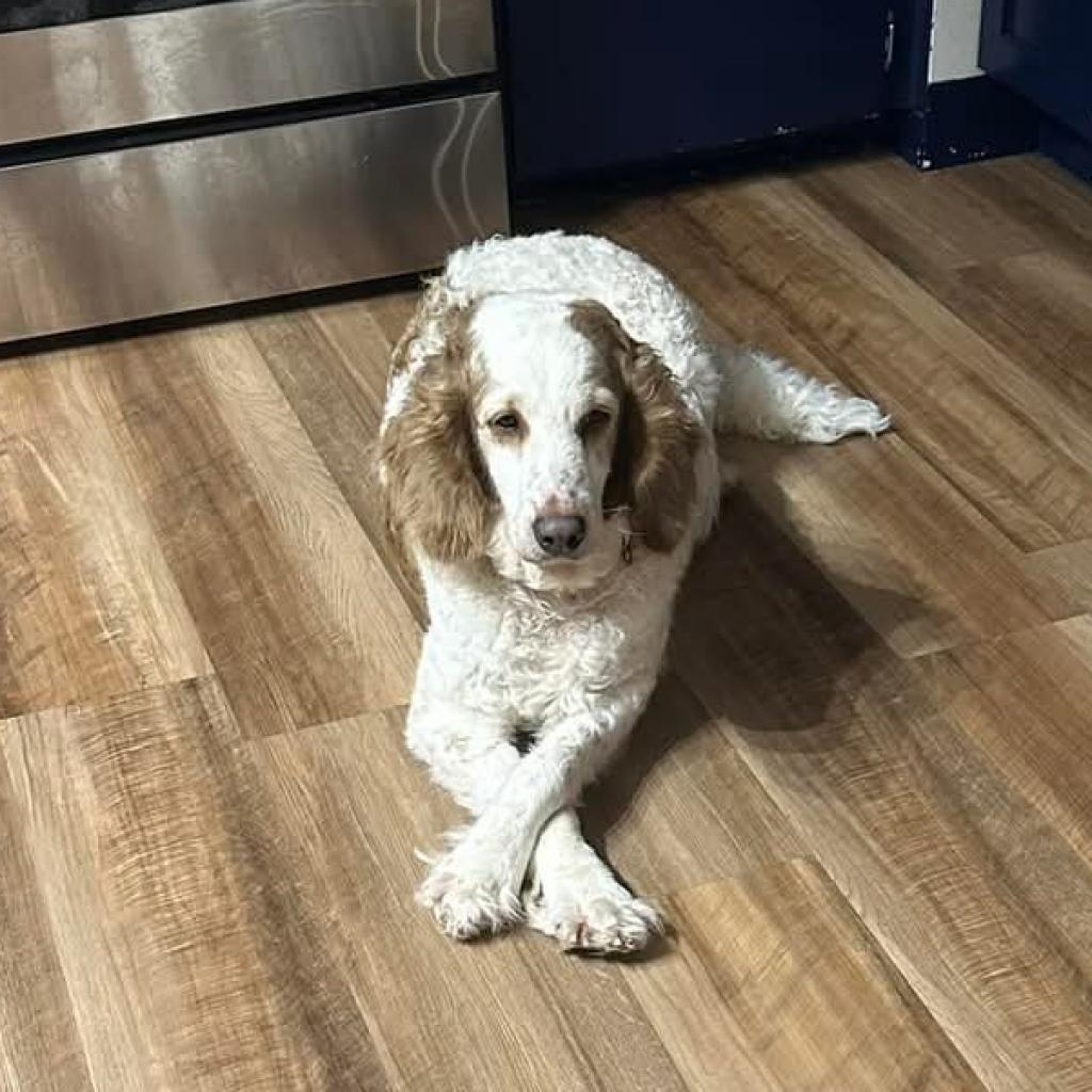 Layla, an adoptable Cockapoo in Muscatine, IA, 52761 | Photo Image 1