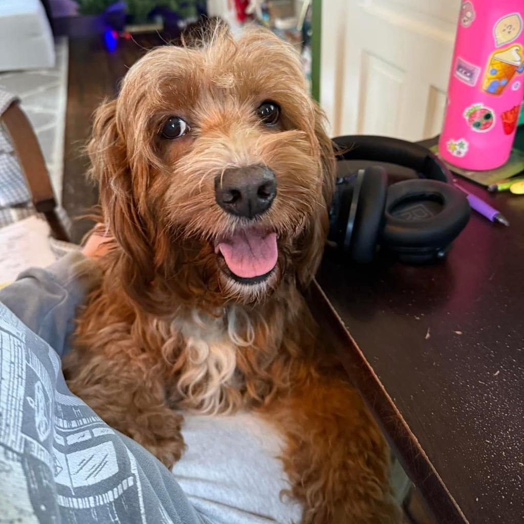 Roxanne, an adoptable Cockapoo in Muscatine, IA, 52761 | Photo Image 1