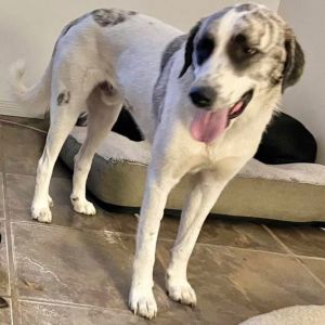 Axel, Young Male Great Pyrenees
