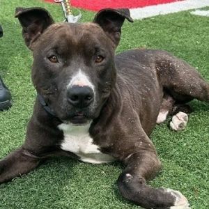 Antoni, Adult Male Mixed Breed