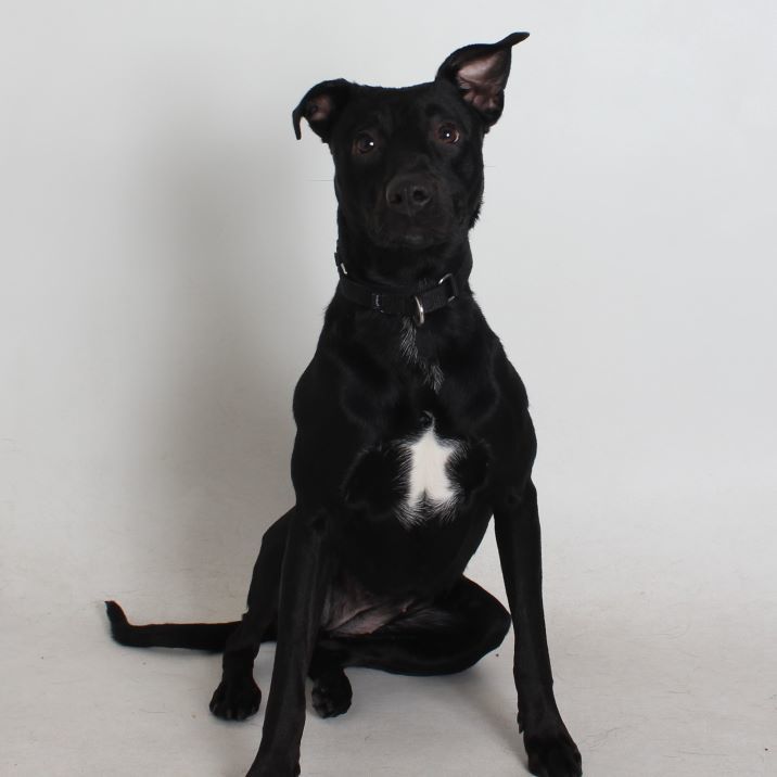 Malia, an adoptable Pit Bull Terrier in Redding, CA, 96099 | Photo Image 7