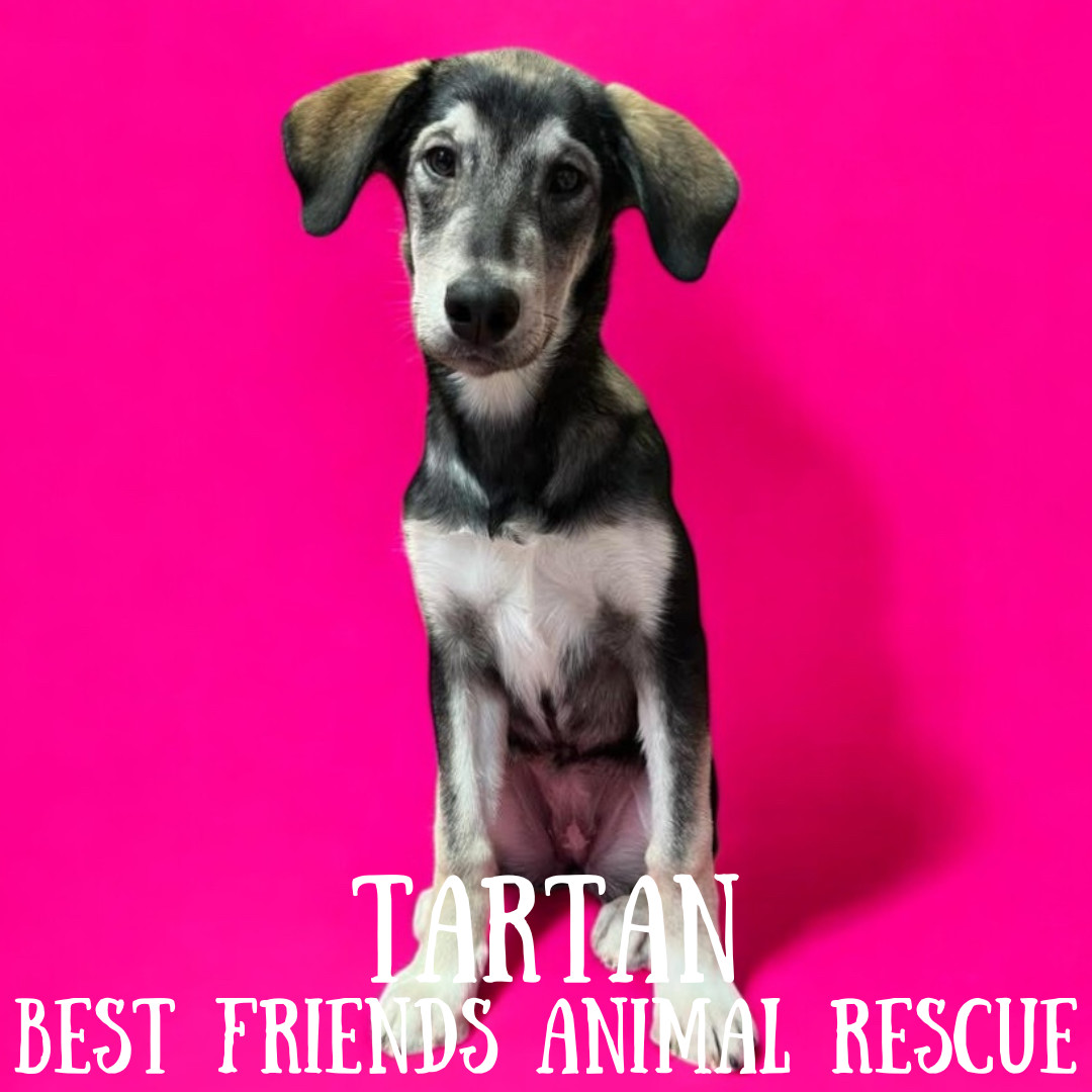 Tartan, an adoptable Alaskan Malamute in Wasilla, AK, 99654 | Photo Image 1