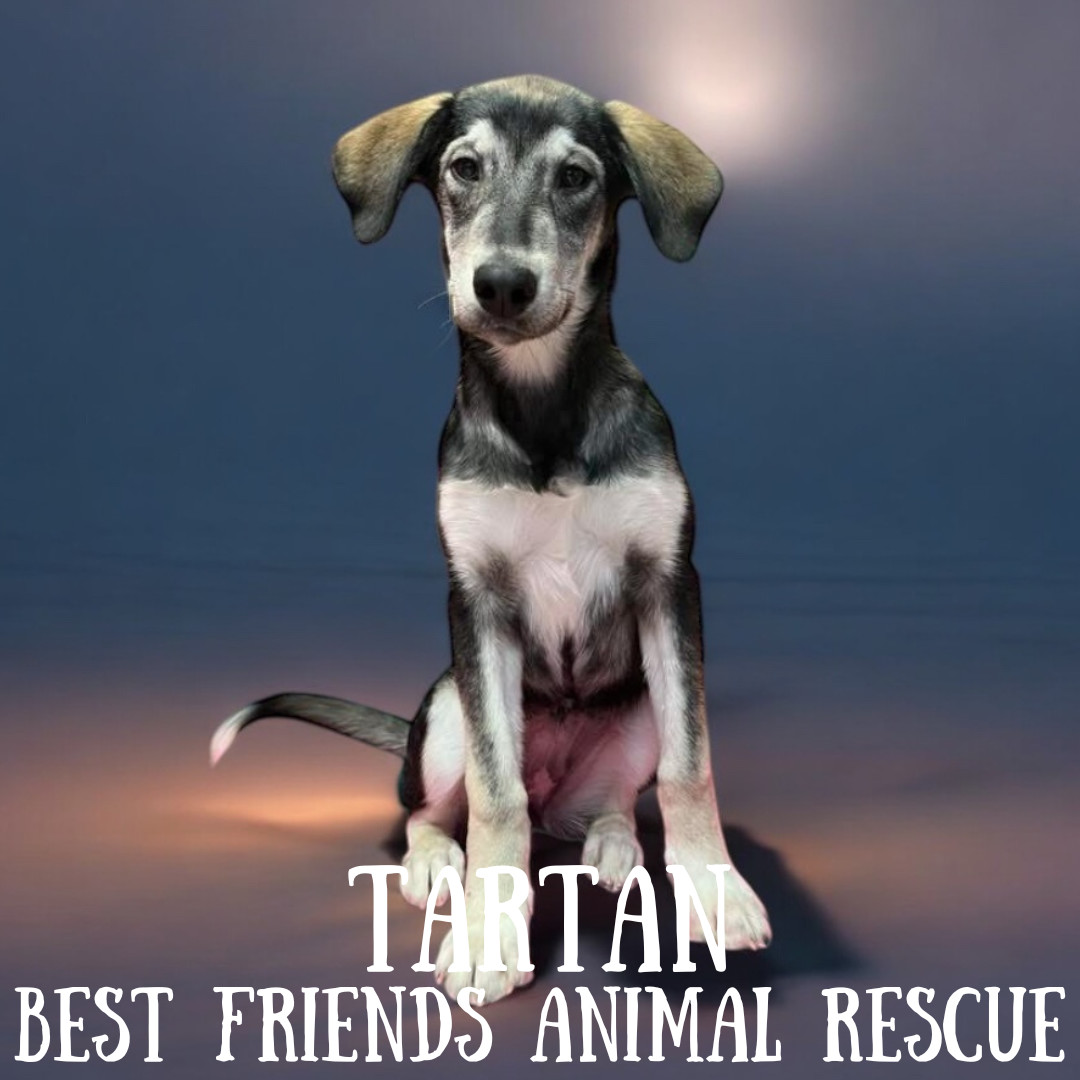 Tartan, an adoptable Alaskan Malamute in Wasilla, AK, 99654 | Photo Image 2