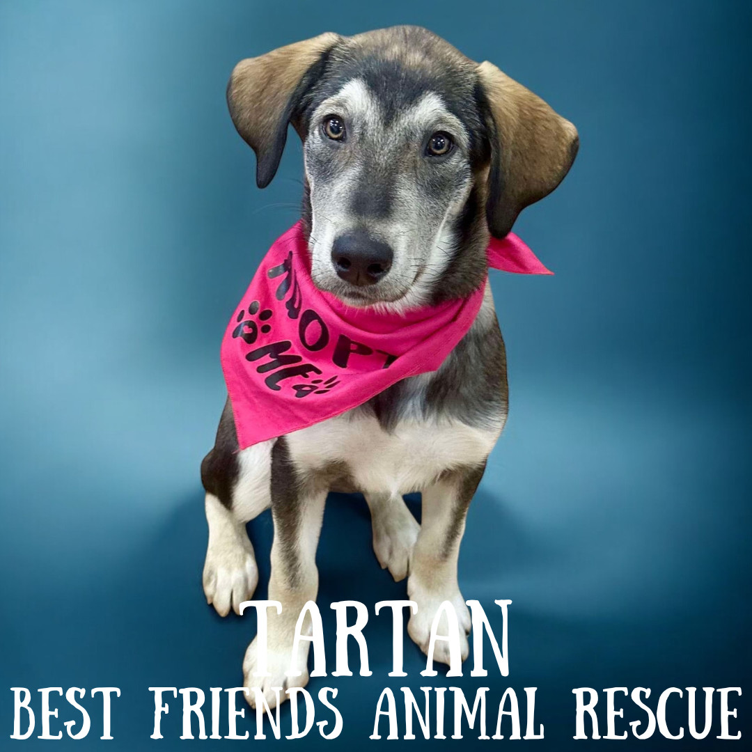 Tartan, an adoptable Alaskan Malamute in Wasilla, AK, 99654 | Photo Image 3