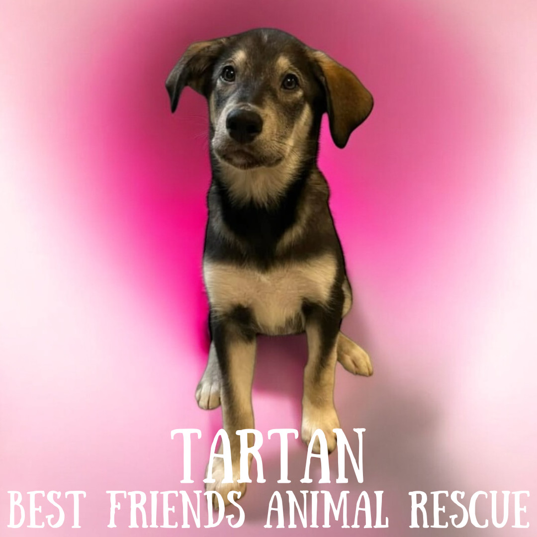 Tartan, an adoptable Alaskan Malamute in Wasilla, AK, 99654 | Photo Image 4