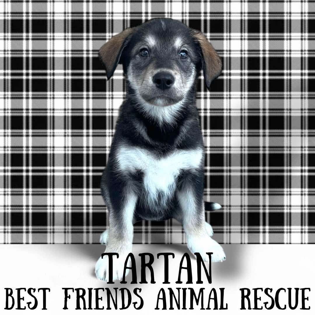 Tartan, an adoptable Alaskan Malamute in Wasilla, AK, 99654 | Photo Image 5