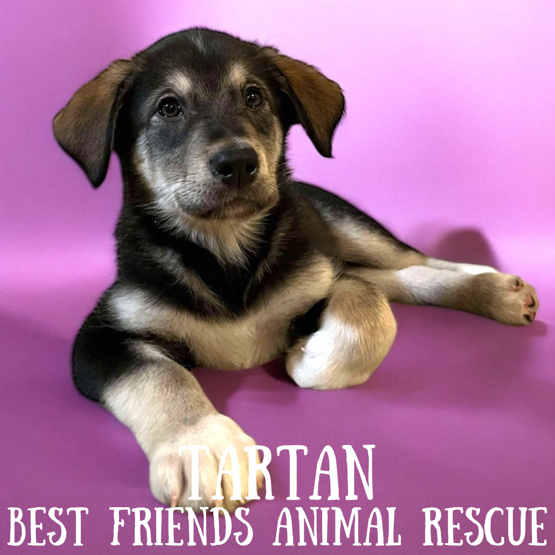 Tartan, an adoptable Alaskan Malamute in Wasilla, AK, 99654 | Photo Image 6